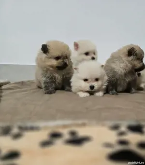 Pomeranian deosebit - imagine 4