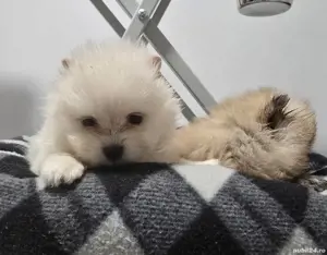 Pomeranian deosebit - imagine 3