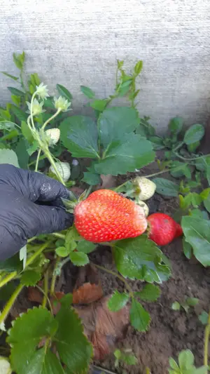 Vand teren agricol cu sere Calinesti, ARGES - imagine 9