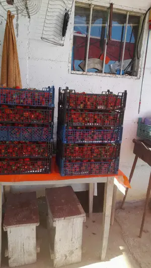 Vand teren agricol cu sere Calinesti, ARGES - imagine 10