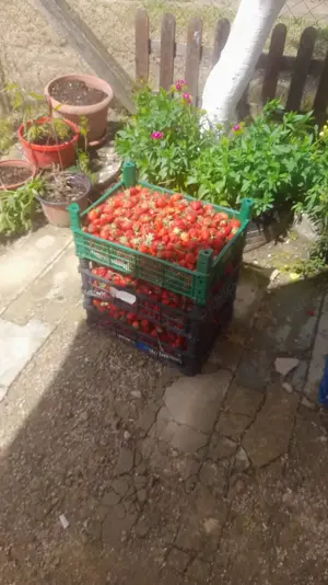 Vand teren agricol cu sere Calinesti, ARGES - imagine 6