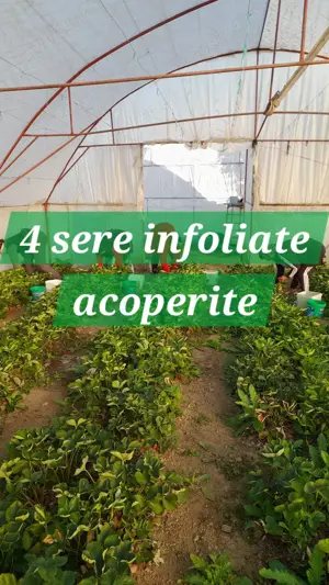 Vand teren agricol cu sere Calinesti, ARGES - imagine 3