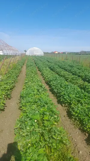 Vand teren agricol cu sere Calinesti, ARGES - imagine 7