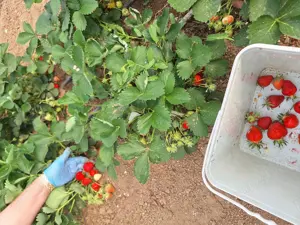 Vand teren agricol cu sere Calinesti, ARGES - imagine 8