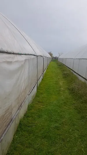 Vand teren agricol cu sere Calinesti, ARGES - imagine 5