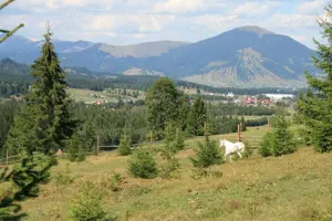 Vand teren Dorna Candreni - Poiana Negrii