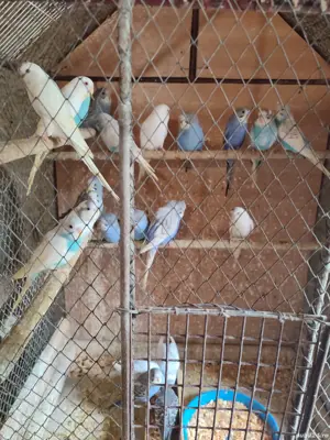 papagali peruși, nimfe, micul Alex  - imagine 2 papagali peruși, nimfe, micul Alex  - imagine 2