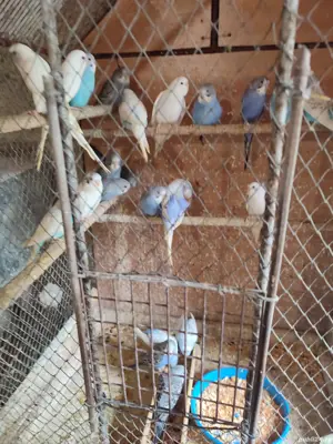 papagali peruși, nimfe, micul Alex  - imagine 3 papagali peruși, nimfe, micul Alex  - imagine 3