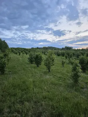 Vand teren livada - imagine 2