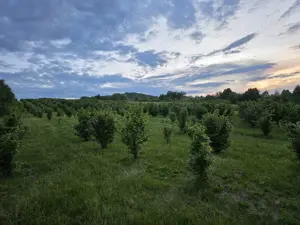 Vand teren livada - imagine 4