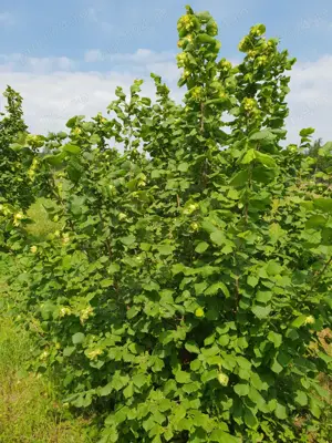 Vand teren livada - imagine 7