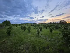 Vand teren livada - imagine 5