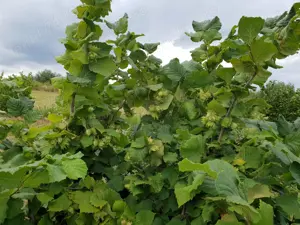 Vand teren livada - imagine 9