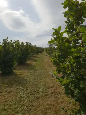 Vand teren livada - imagine 6