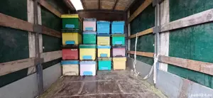 Transport marfă de orice fel:mobilă,moluz,animale,stupi,baloți cu dubă cu prelată de volum foarte ma - imagine 2