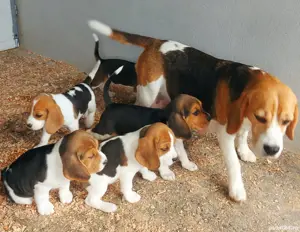 pui Beagle  - imagine 5
