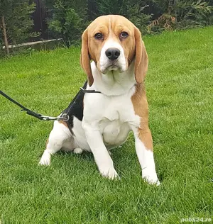 pui Beagle  - imagine 2