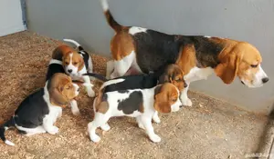 pui Beagle 
