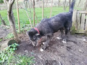 Donez cățelușă pentru pază talie înaltă - imagine 2