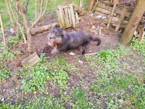 Donez cățelușă pentru pază talie înaltă - imagine 3