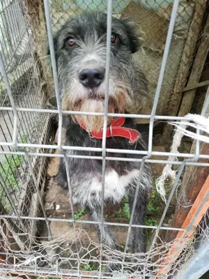 Donez cățelușă pentru pază talie înaltă - imagine 5