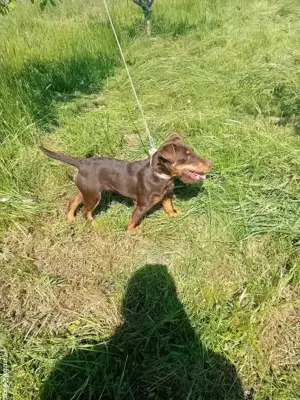 Vind femela jagdterrier - imagine 2