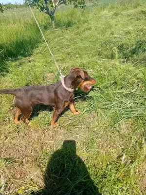 Vind femela jagdterrier - imagine 3