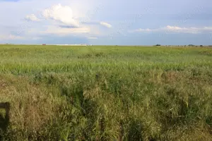 Terenuri de vanzare Berceni Ilfov str. Primăverii, comision 0 - imagine 2