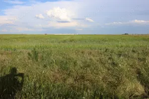 Terenuri de vanzare Berceni Ilfov str. Primăverii, comision 0 - imagine 4