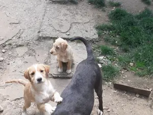 Donez căței cățel drăgălași de încredere, căine de pază câini metis metiși donație