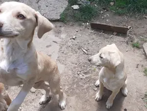 Donez căței cățel drăgălași de încredere, căine de pază câini metis metiși donație - imagine 2