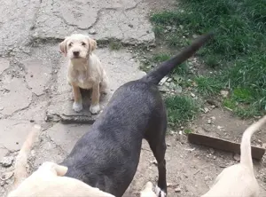 Donez căței cățel drăgălași de încredere, căine de pază câini metis metiși donație - imagine 3