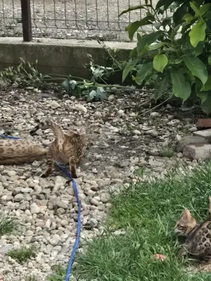 Bengaleze  - imagine 2 Bengaleze  - imagine 2