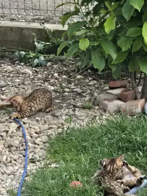 Bengaleze  - imagine 5 Bengaleze  - imagine 5