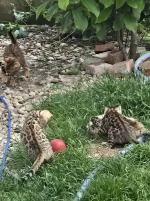 Bengaleze  - imagine 3 Bengaleze  - imagine 3