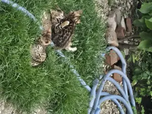 Bengaleze  - imagine 4 Bengaleze  - imagine 4