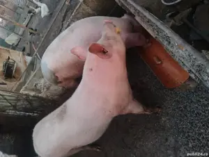 vând porci de casa