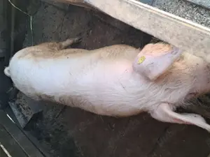 Se vand 3 Purceluși  - imagine 3