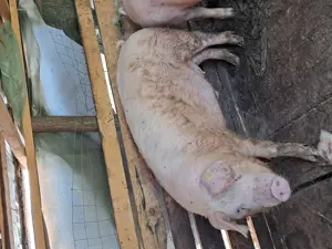 Se vand 3 Purceluși  - imagine 4