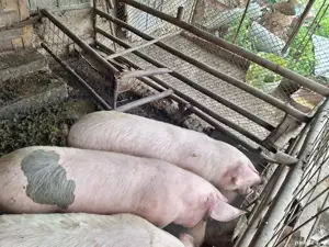 Vand porci de casa !!!