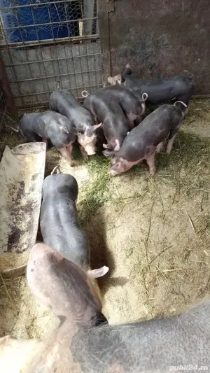 Vând purcei pietrain belgian