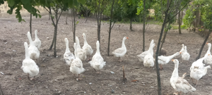 Vand gaște  - imagine 2