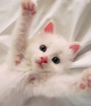 Angora turcească puiuti superbi - imagine 2