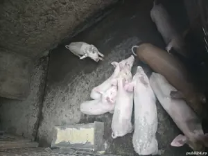 Purcei si porci mari  - imagine 2