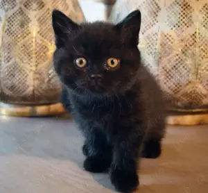 Puiuț American Shorthair black.  Asigur transport în toată țara! - imagine 6