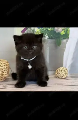 Puiuț American Shorthair black.  Asigur transport în toată țara!