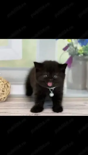 Puiuț American Shorthair black.  Asigur transport în toată țara! - imagine 4