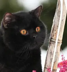 Puiuț American Shorthair black.  Asigur transport în toată țara! - imagine 3