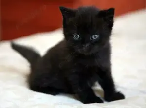 Puiuț American Shorthair black.  Asigur transport în toată țara! - imagine 5