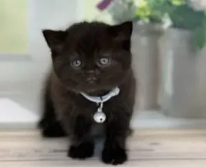 Puiuț American Shorthair black.  Asigur transport în toată țara! - imagine 2